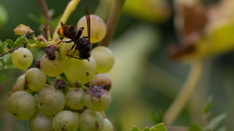asian hornet, grape, vine, vespa velutina, sugar, asian hornet, asian hornet, asian hornet, asian hornet, asian hornet, vespa velutina, vespa velutina