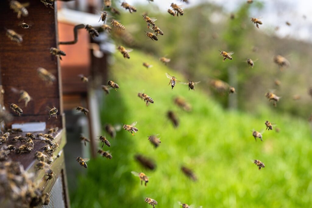 bees, insects, honey bees, beehive, honey, wings, hive, brood, hymenoptera, entomology, beekeeping, colony, honeybee, beekeeper, carnica, nature, carniolan honey bee, bees, bees, bees, bees, bees, honey, honey, honey