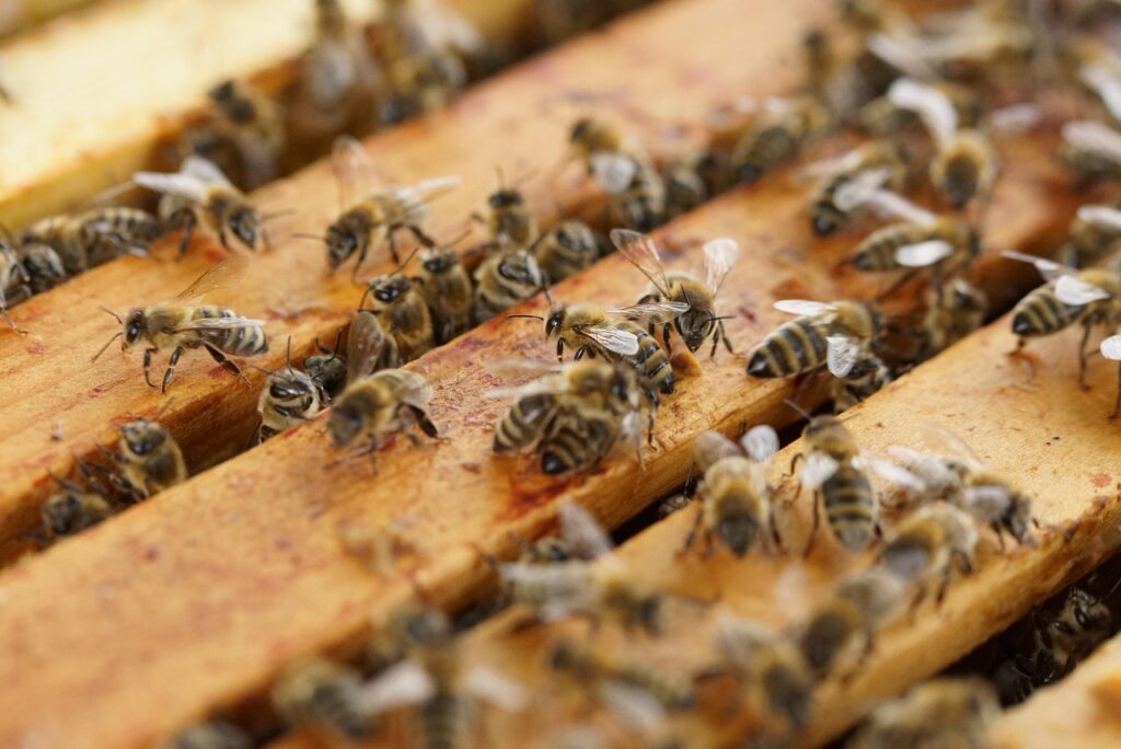 beehive, bees, insects, honey bees, honey, habitation, insect, beehives, honeycomb, honey production, beekeeping, beehive, beehive, honey, honeycomb, honeycomb, honeycomb, honeycomb, honeycomb, beekeeping, beekeeping