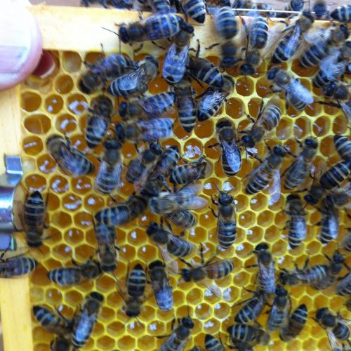 Honigwabe mit Bienen