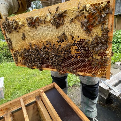 Bienenwabe