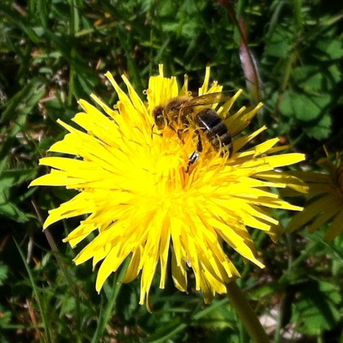 Biene auf Blume4