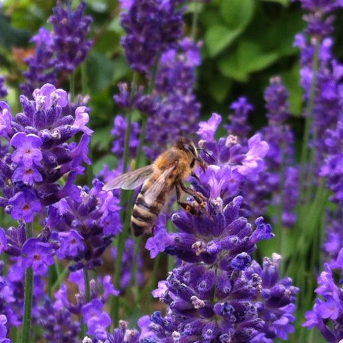 Biene auf Blume3