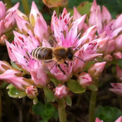 Biene auf Blume2
