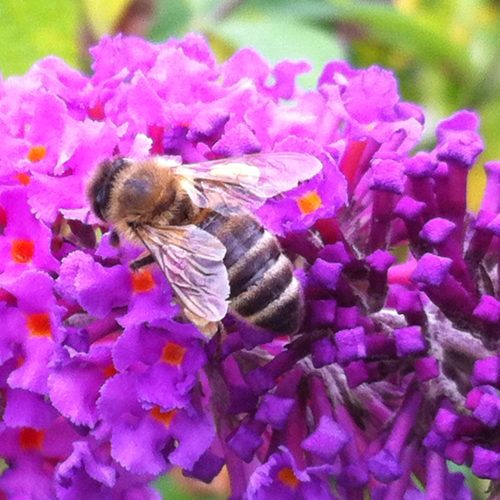 Biene auf Blume