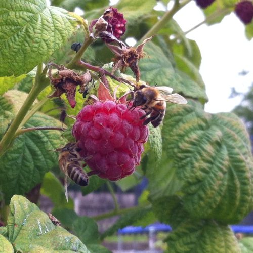 Biene auf Himbeere