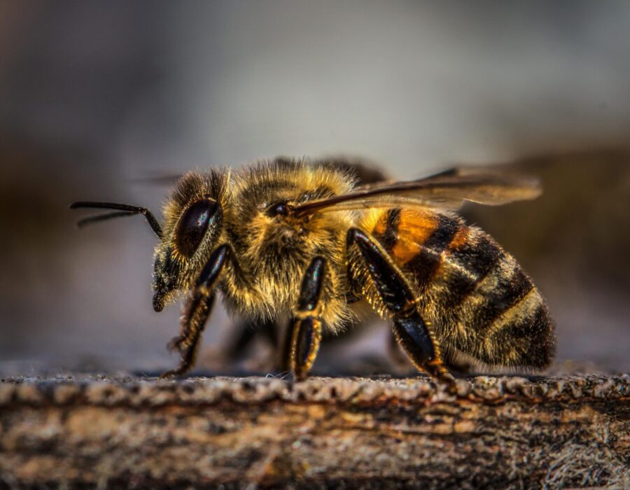 Detailed macro shot of a honeybee on a natural surface in Sachseln, Switzerland.